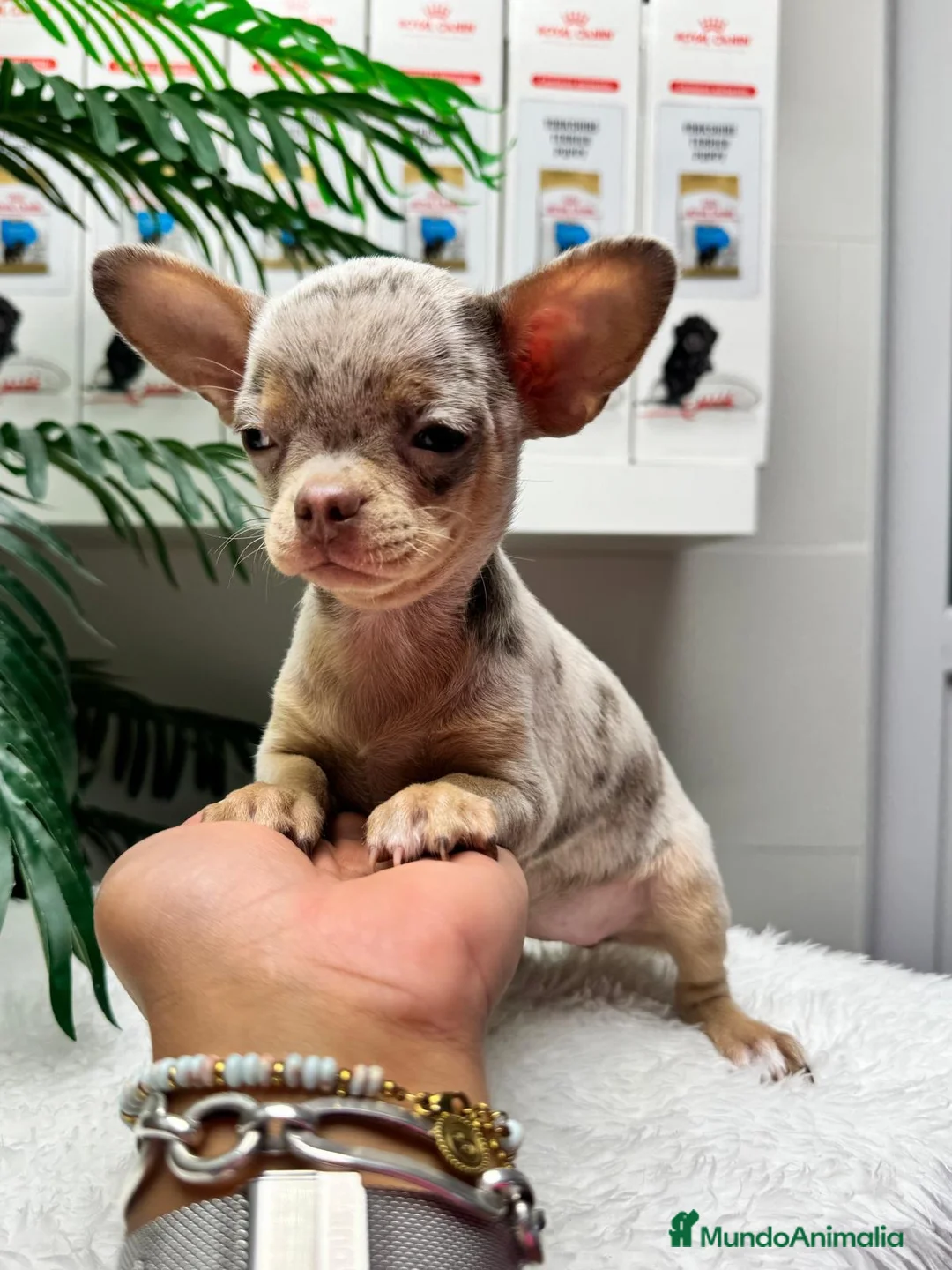 Chihuahua perros en venta: CHIHUAHUA MERLE HEMBRA - Anuncio 2