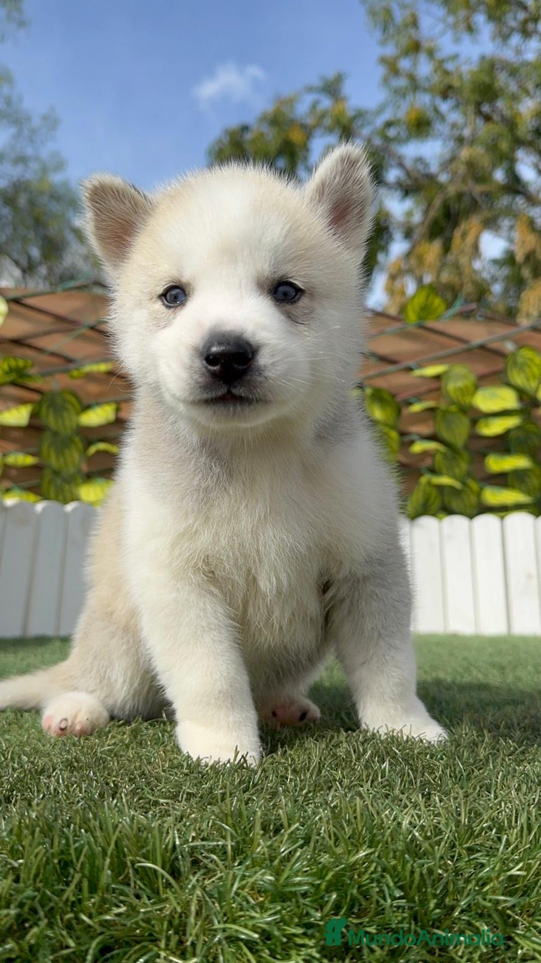 Husky Siberiano perros en venta: HUSKY SIBERIANO - Imagen 7