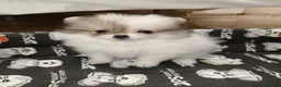 Pomerania perros en venta: Pomerania Toy - Anuncio 10