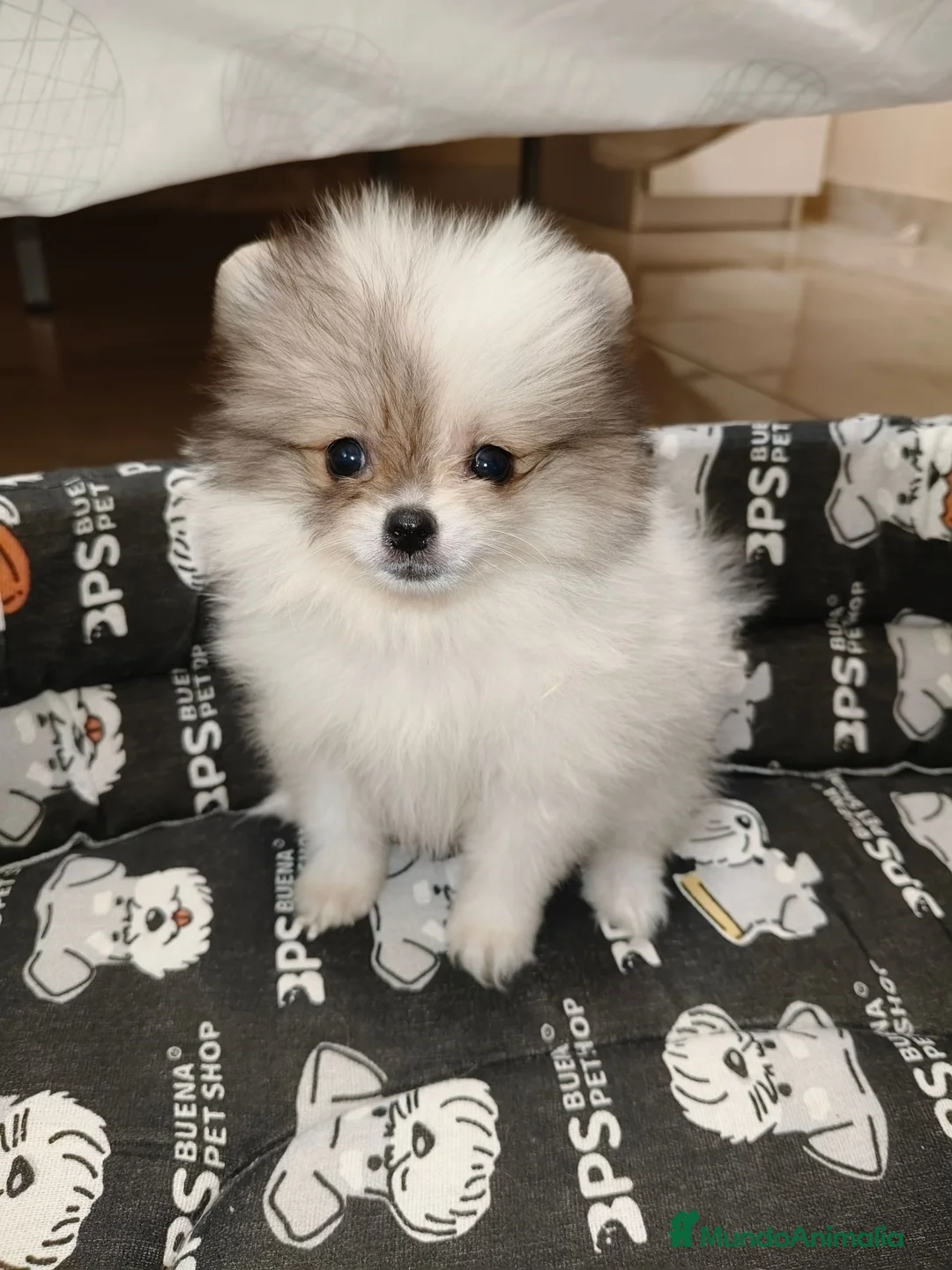 Pomerania perros en venta: Pomerania Toy - Anuncio 10