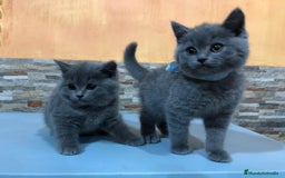 Británico de Pelo Corto Azul gatos en venta: British shorthair  - Imagen 2