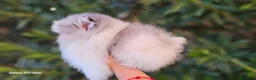 Pomerania perros en venta: Pomerania con ojos azules - Anuncio 2