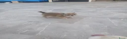 Chihuahua perros en venta: Chihuahua - Anuncio 2