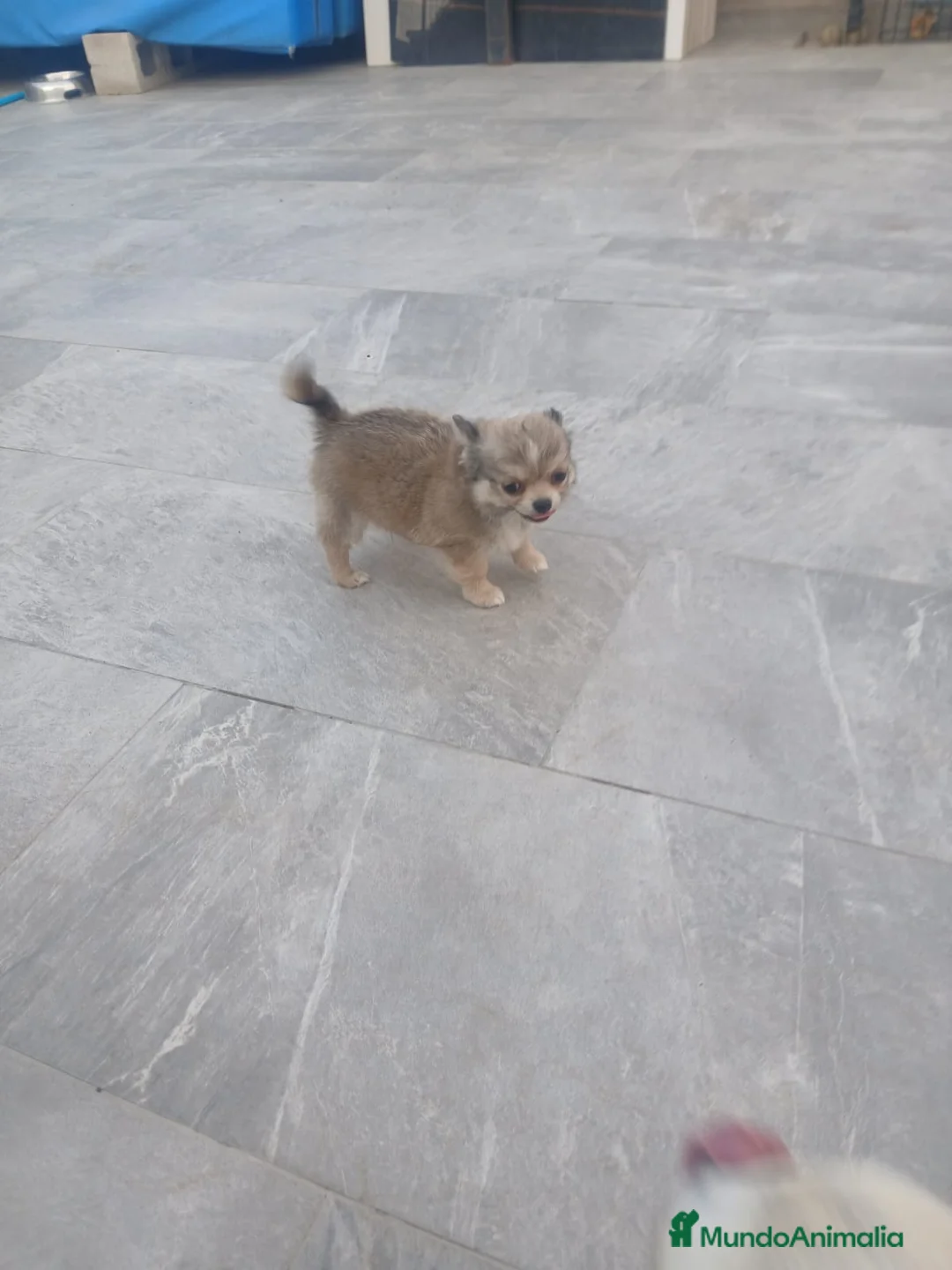 Chihuahua perros en venta: Chihuahua - Anuncio 2