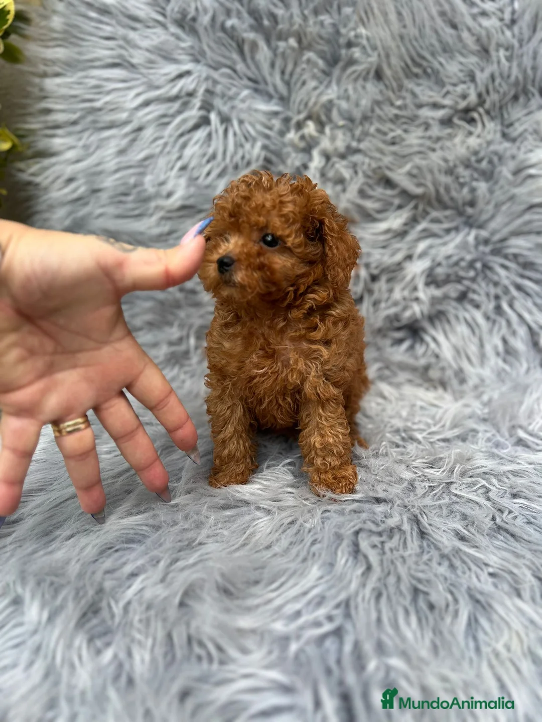 Caniche Toy perros en venta: CANICHE TOY ROJO MUY PEQUEÑO - Anuncio 4