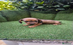 Teckel Miniatura perros en venta: teckel color jabali - Imagen 5
