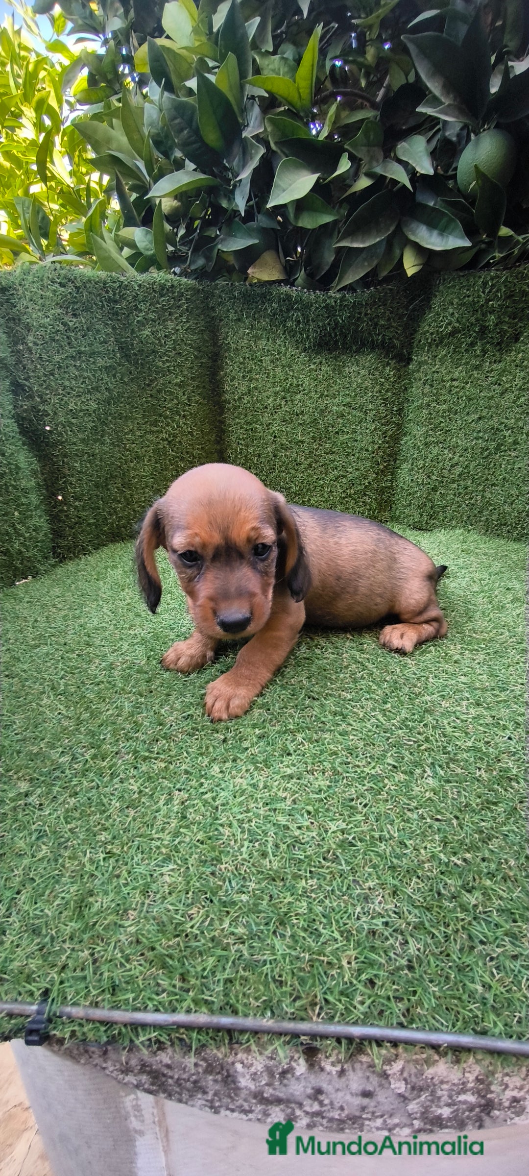 Teckel Miniatura perros en venta: teckel color jabali - Imagen 5