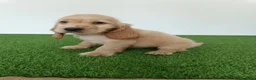 Cocker Spaniel Inglés perros en venta: Cocker spaniel inglés  - Anuncio 9