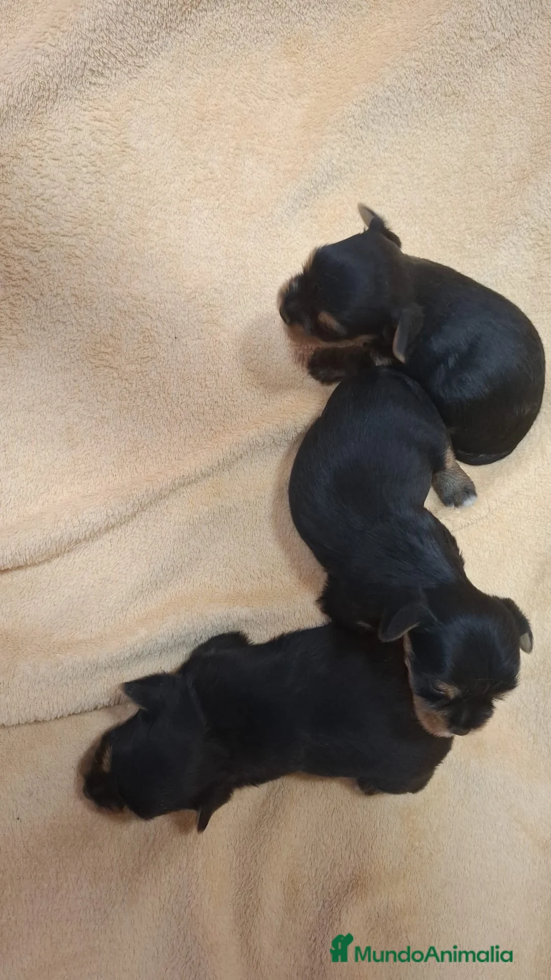Yorkshire Terrier perros en venta: Camada de Yorkshire disponible  - Anuncio 2
