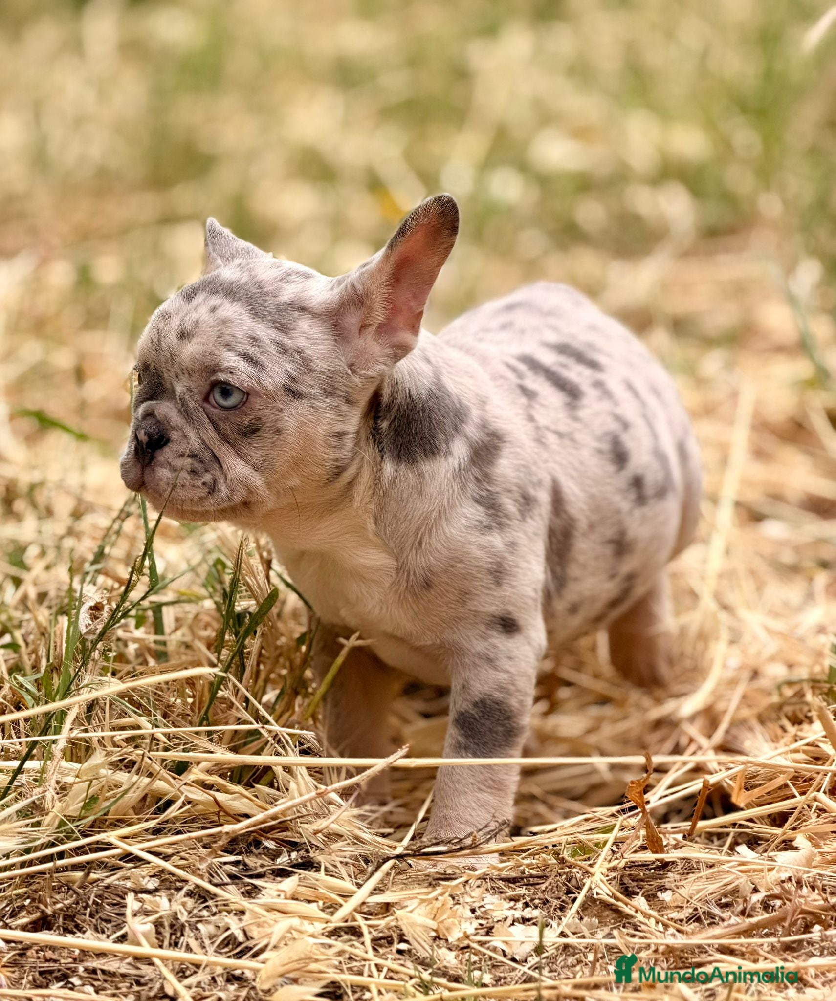 Bulldog Francés perros en venta: Bulldog Merle ojos azules  - Anuncio 1