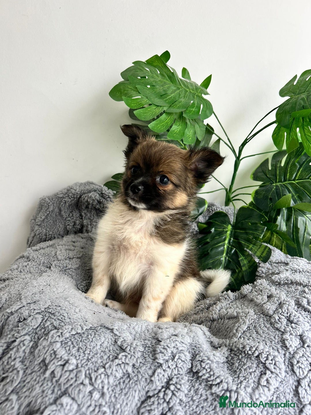 Pomchi perros en venta: Pomchi mini - Imagen 2