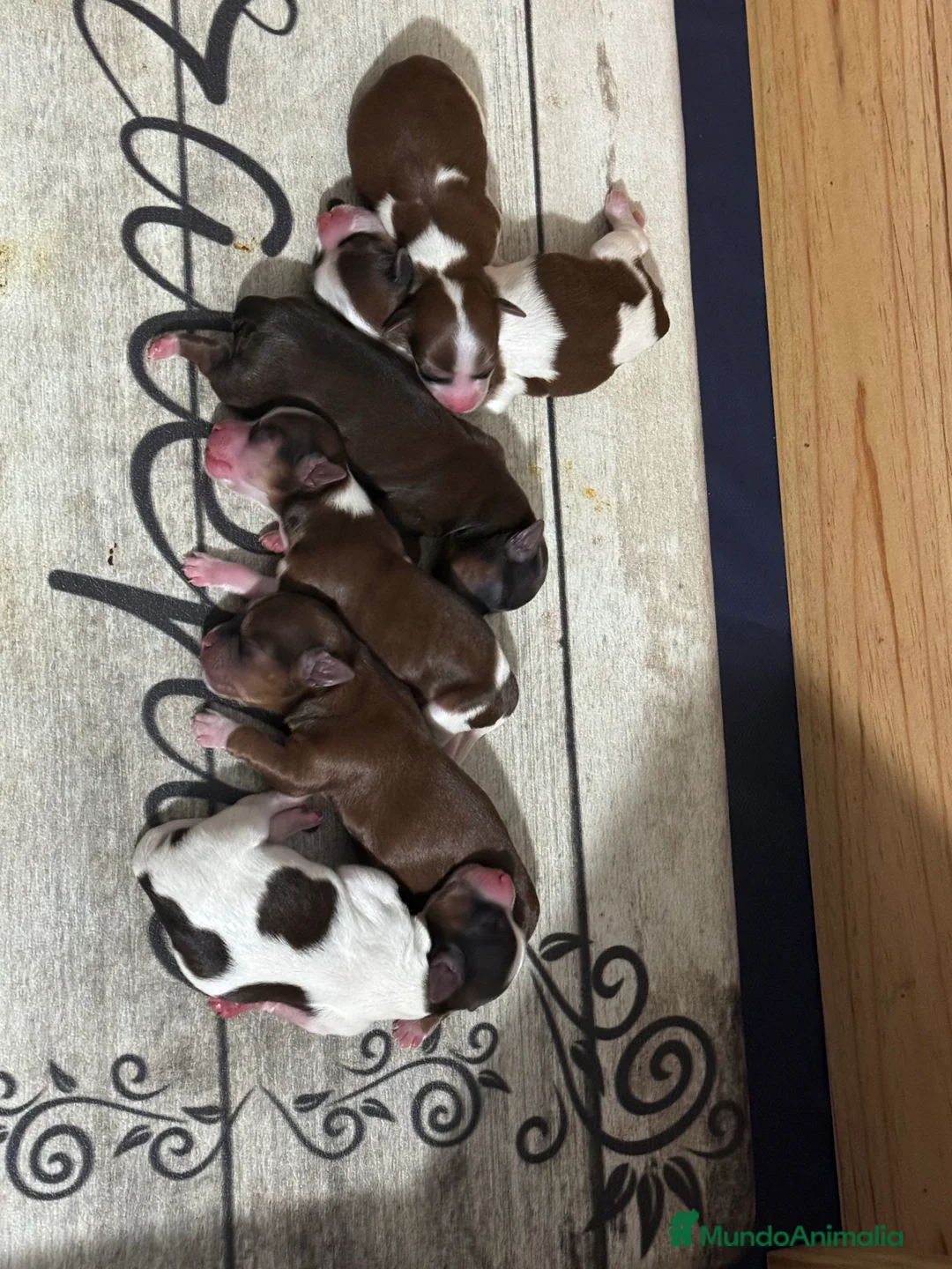 Imagen de galería {{count}}