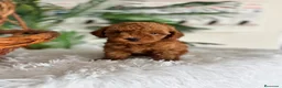Caniche Toy perros en venta: CANICHE TOY  - Anuncio 12