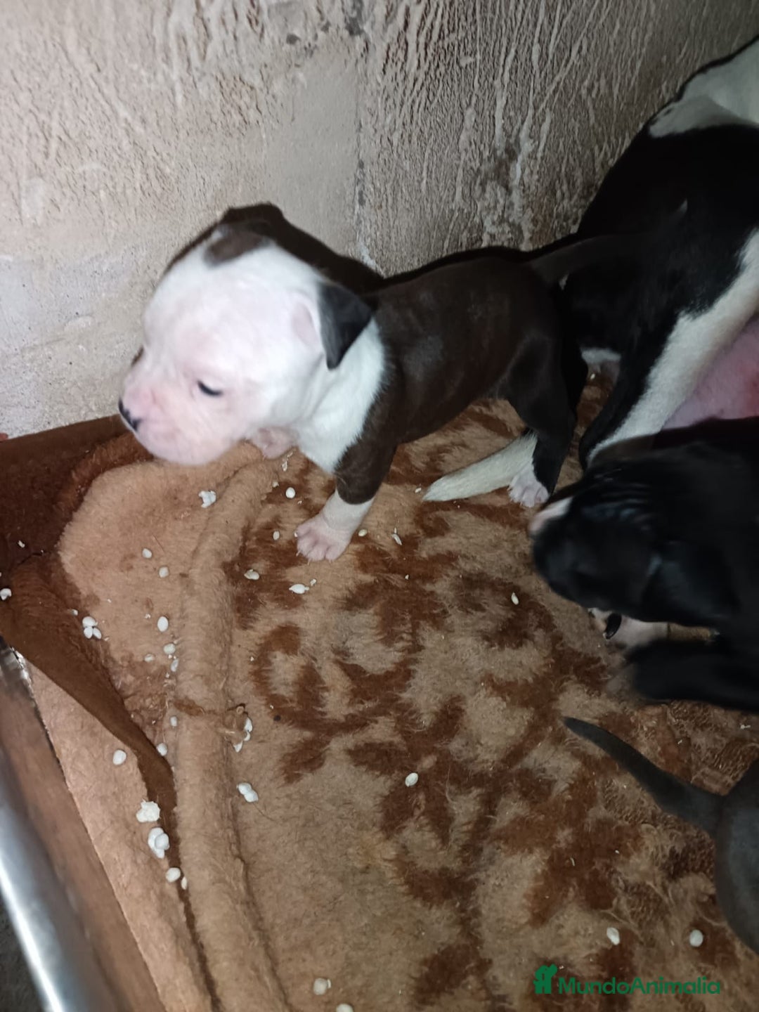 American Staffordshire-Terrier perros en venta: American estanford  - Anuncio 9