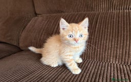 Británico de Pelo Corto gatos en venta: Gatcot.com - Imagen 2