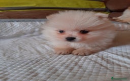 Pomerania perros en venta: Pomerania  - Anuncio 3