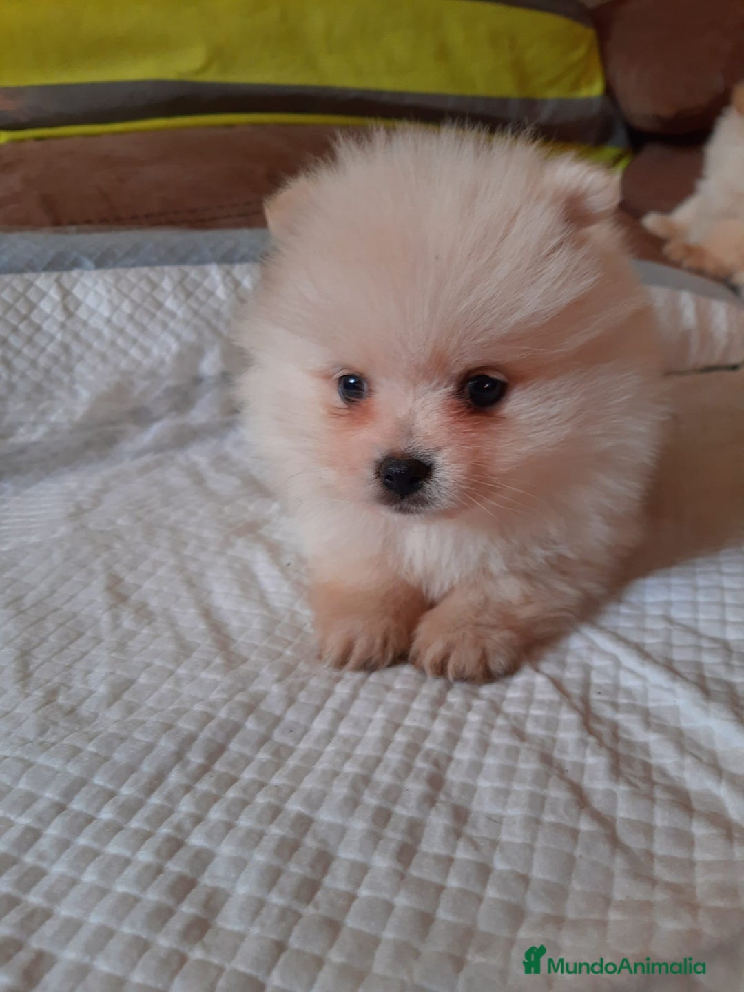 Pomerania perros en venta: Pomerania  - Anuncio 3