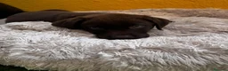 Labrador Retriever perros en venta: Labrador retriever chocolate  - Anuncio 8