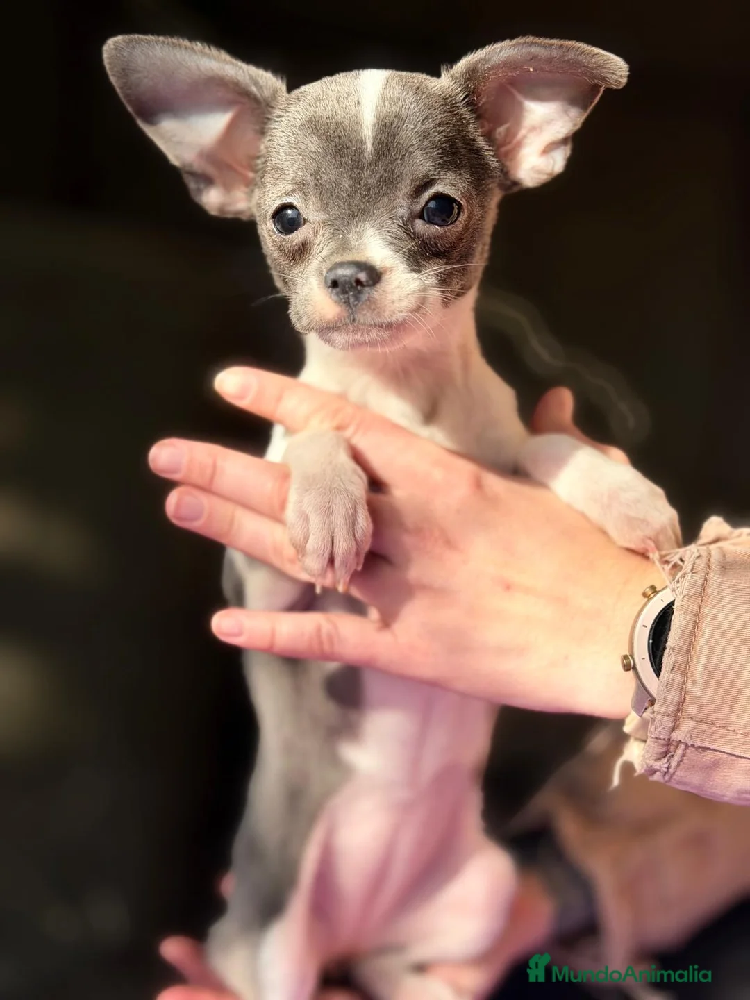 Chihuahua perros en venta: CHIHUAHUA  - Anuncio 2