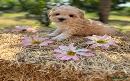 Maltipoo perros en venta: Maltipoo Macho disponible !! - Imagen 5