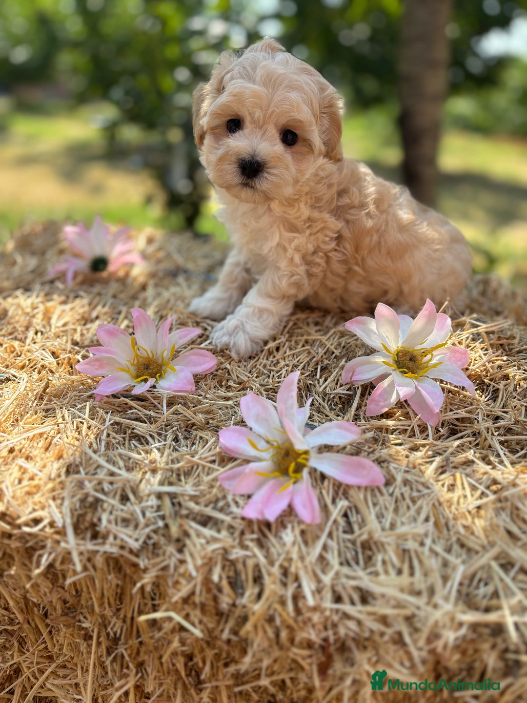 Maltipoo perros en venta: Maltipoo Macho disponible !! - Imagen 5