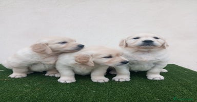 Golden Retriever perros Gran Camada de Golden Retriever - Anuncio 4