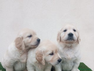 Golden Retriever perros - Anuncio 11