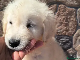 Golden Retriever perros Último macho disponible ECONÓMICO - Anuncio 2