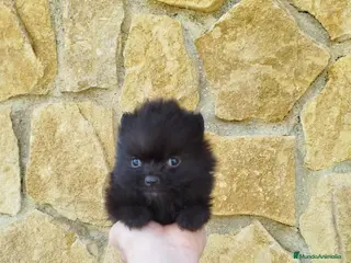 Pomerania perros Pomerania toy - Anuncio 33