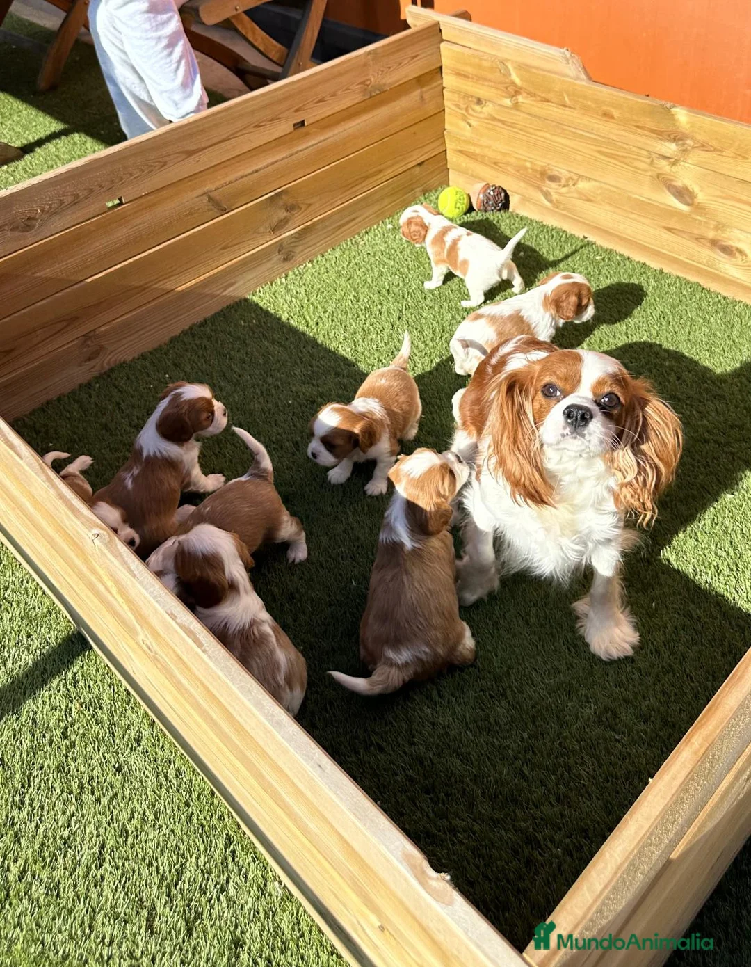 Cavalier King Charles Spaniel perros en venta: CAVALIER en Barcelona - Anuncio 3