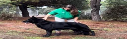 Pastor Alemán perros en venta: pastor alemán negro sólido  - Anuncio 1