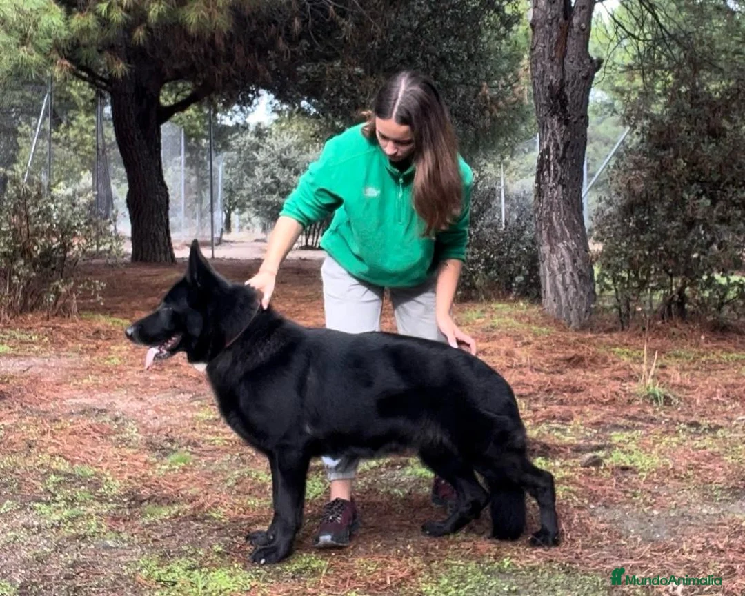 Pastor Alemán perros en venta: pastor alemán negro sólido  - Anuncio 1