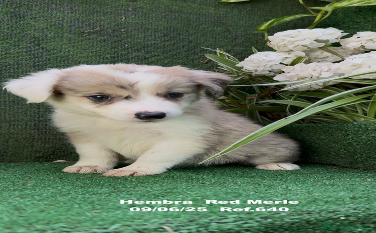 Border Collie perros - Propaganda 9