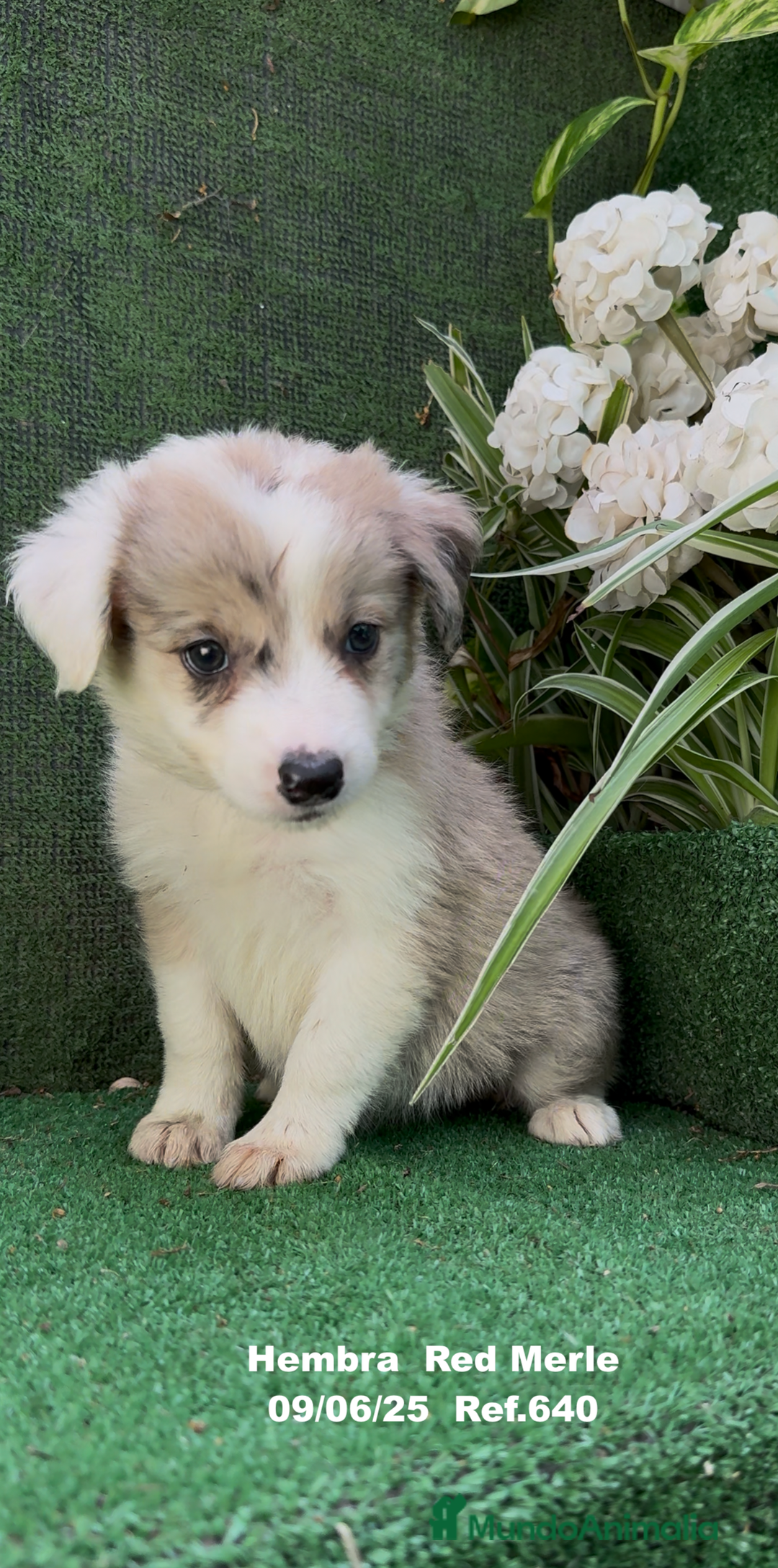 Border Collie perros en venta: Border Collie hembra red Merle - Imagen 1