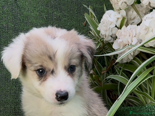 Border Collie perros Border Collie hembra red Merle - Anuncio 9