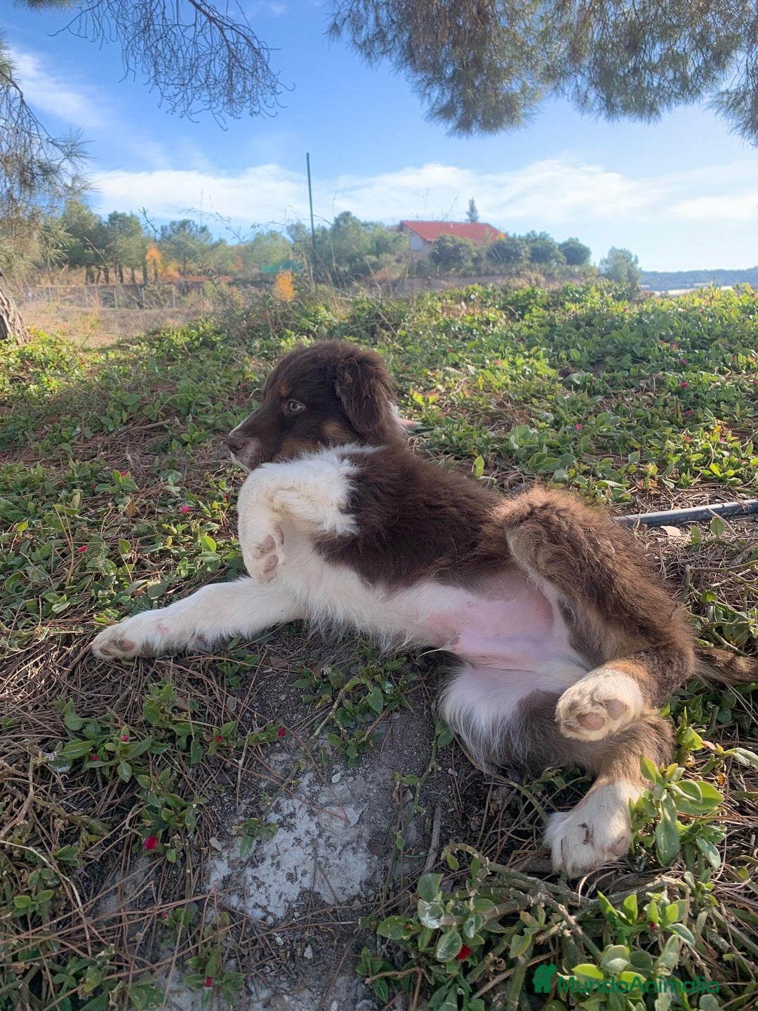 Pastor Australiano perros en venta: PASTOR AUSTRALIANO - Anuncio 10