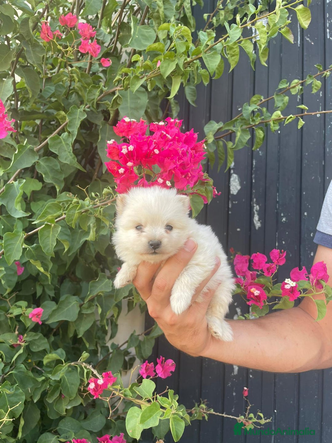 Pomerania perros en venta: Lulu pomerania  - Imagen 8