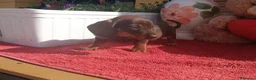 Teckel Miniatura perros en venta: Teckel mini/kanichen - Anuncio 3