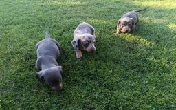 Teckel perros en venta: Teckel Hembra Blue - Imagen 3