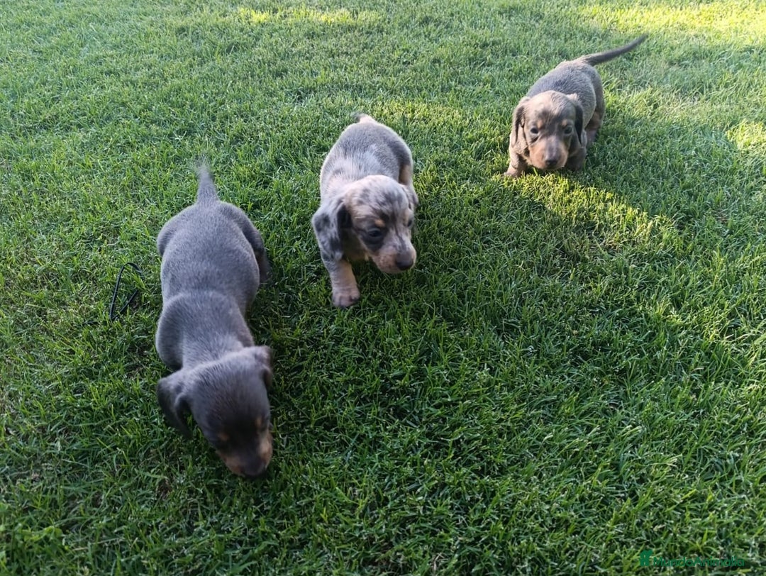 Teckel perros en venta: Teckel Hembra Blue - Imagen 3