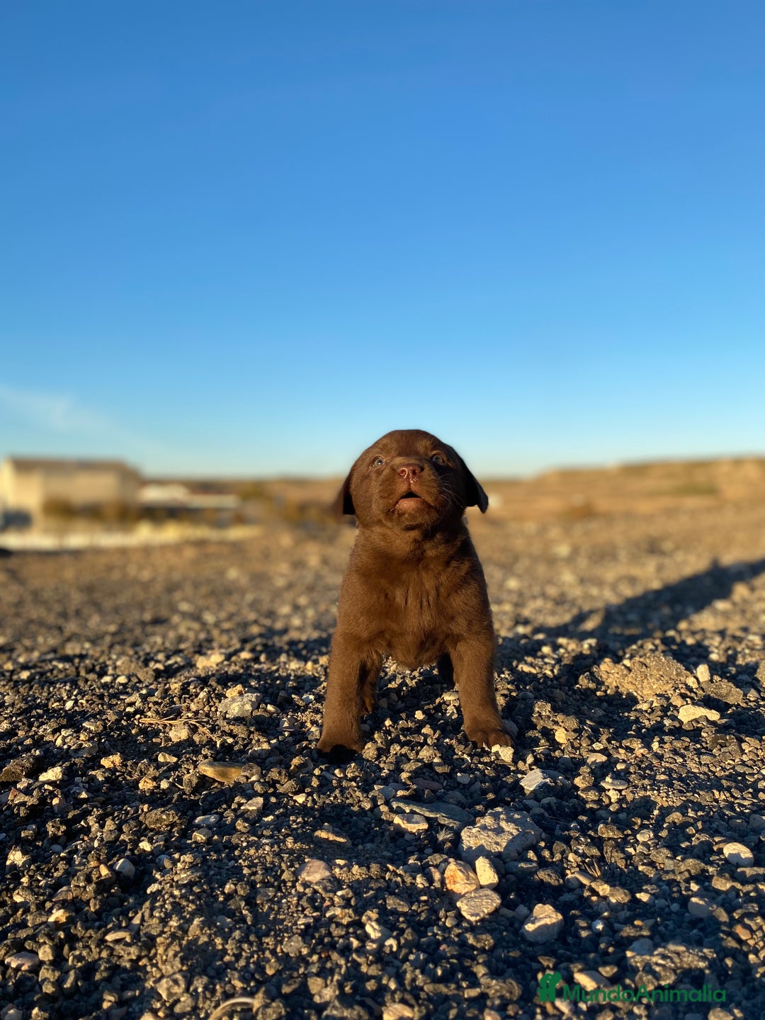 Labrador Retriever perros en venta: Cachorros de Labrador Retriever chocolates - Anuncio 3