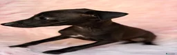 Pequeño Lebrel Italiano perros en venta: ÚLTIMA HEMBRA DE PICCOLO NEGRA - Anuncio 5