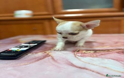 Chihuahua perros en venta: Chihuahua toy ruso macho - Imagen 6