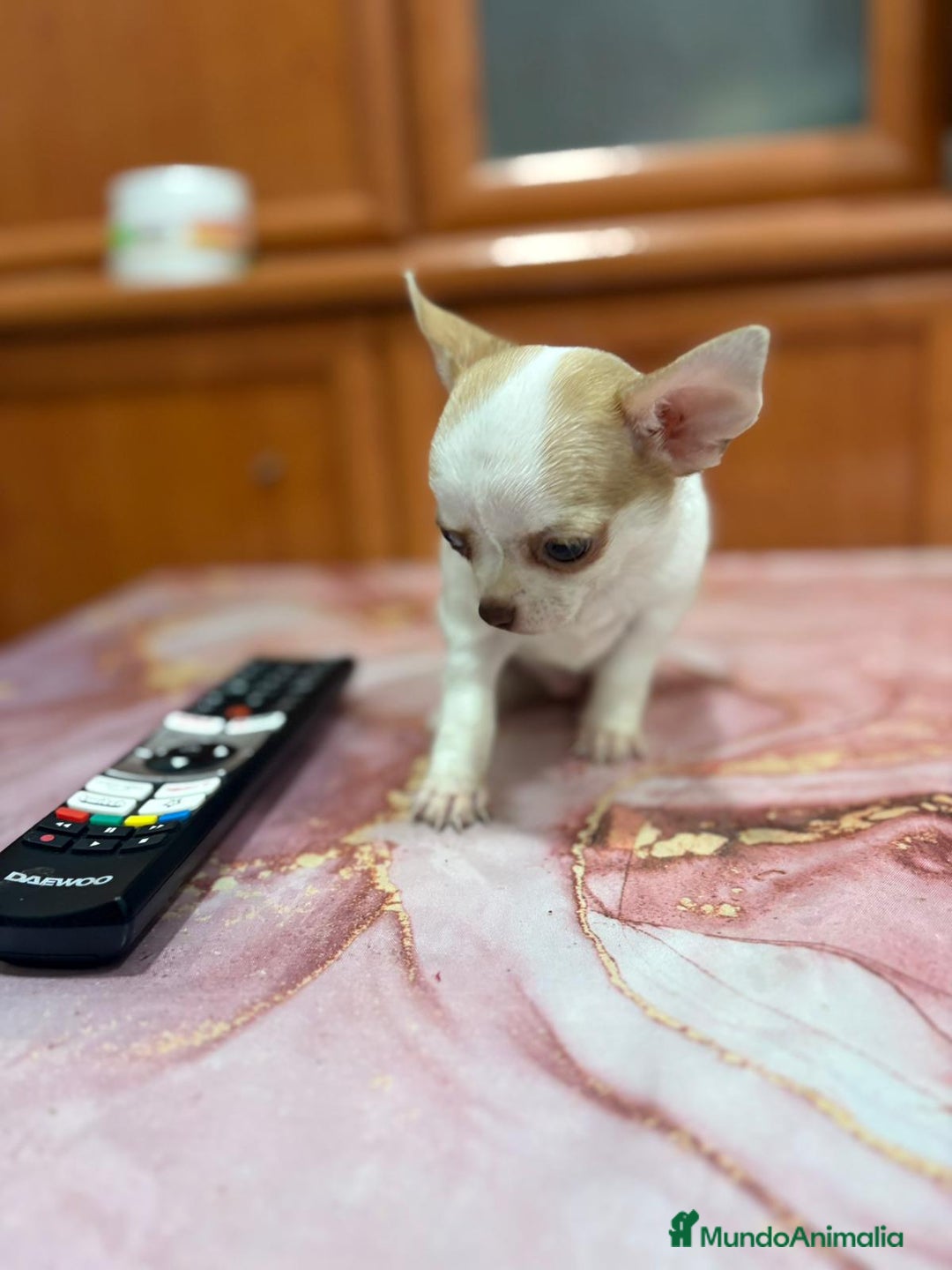 Chihuahua perros en venta: Chihuahua toy ruso macho - Imagen 6
