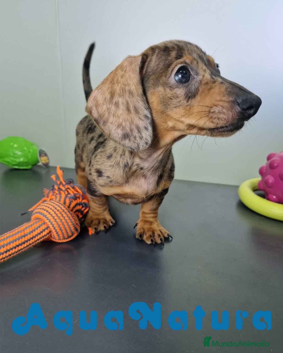 Teckel Miniatura perros en venta: Teckel Hembra 4459 AQUANATURA - Imagen 8