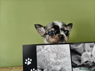 Chihuahua perros Chihuahua toy ojos azules precioso - Anuncio 1