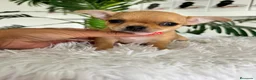 Chihuahua perros en venta: CHIHUAHUA HEMBRA - Anuncio 3