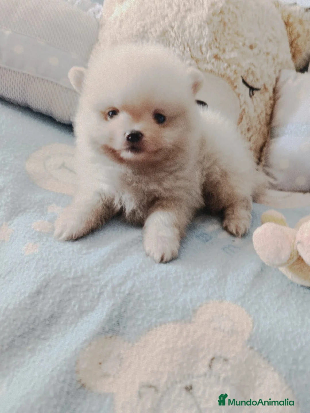 Pomerania perros en venta: Disponible pomeranias ositos  - Anuncio 2