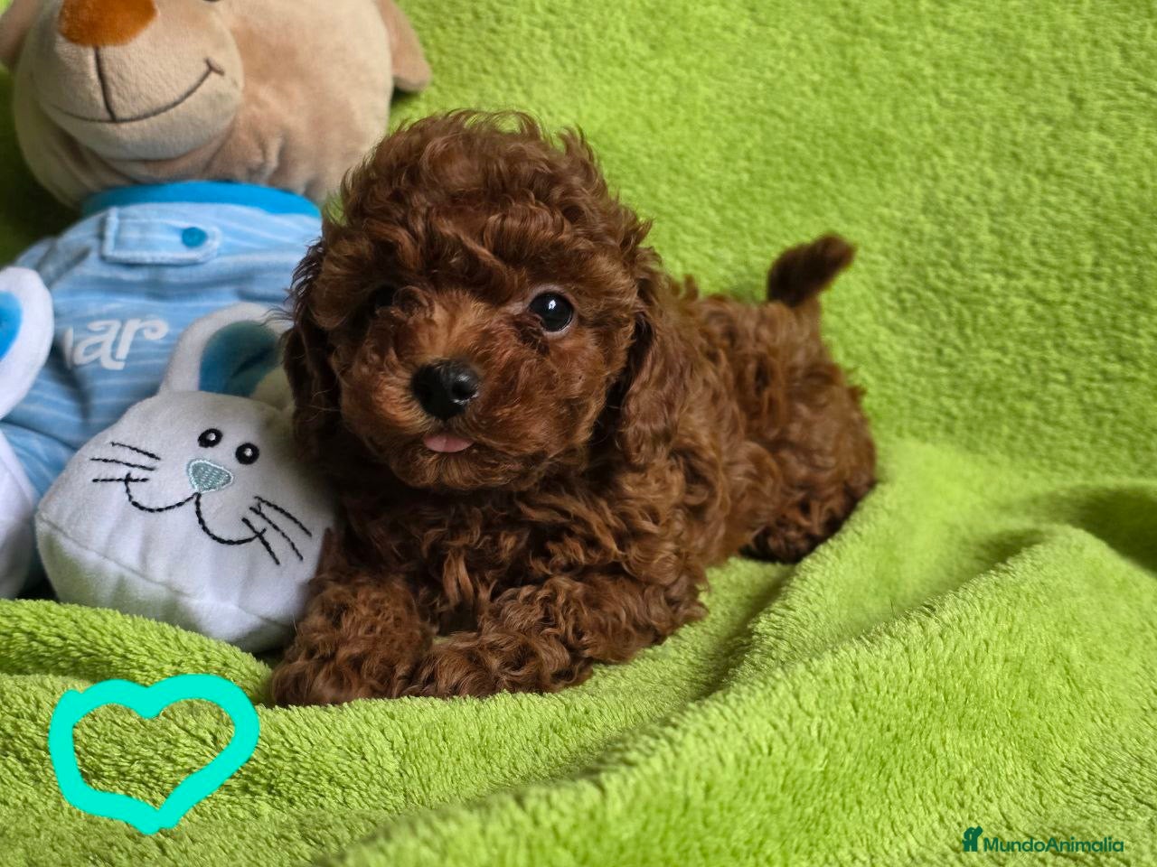 Caniche Toy perros caniche asiático chato pequeño  - Anuncio 1