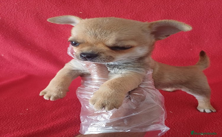 Chihuahua perros - Anuncio 2